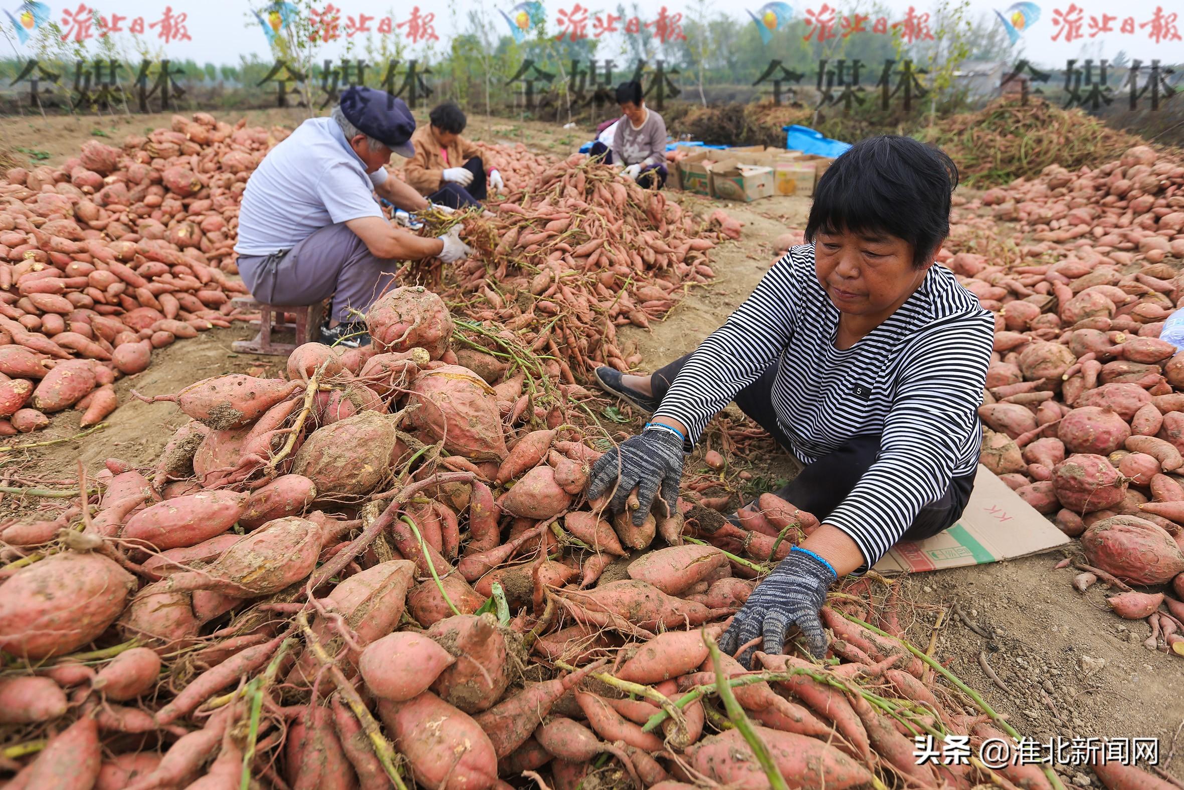 濉溪刘桥英语培训班电话，开启您的英语学习之旅