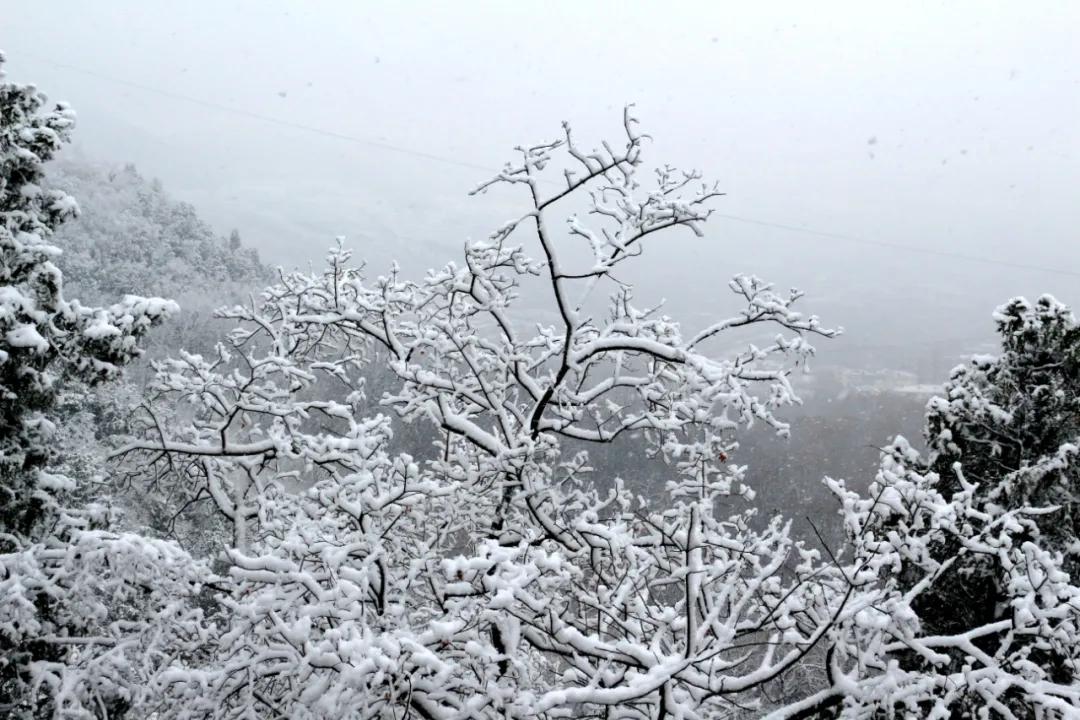 水墨雪经典老歌五百首，历史与情感的交融